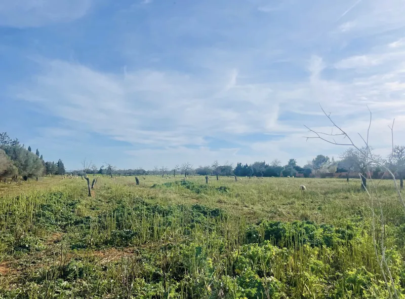 Buildable plot in Campos with basic project — photo 8