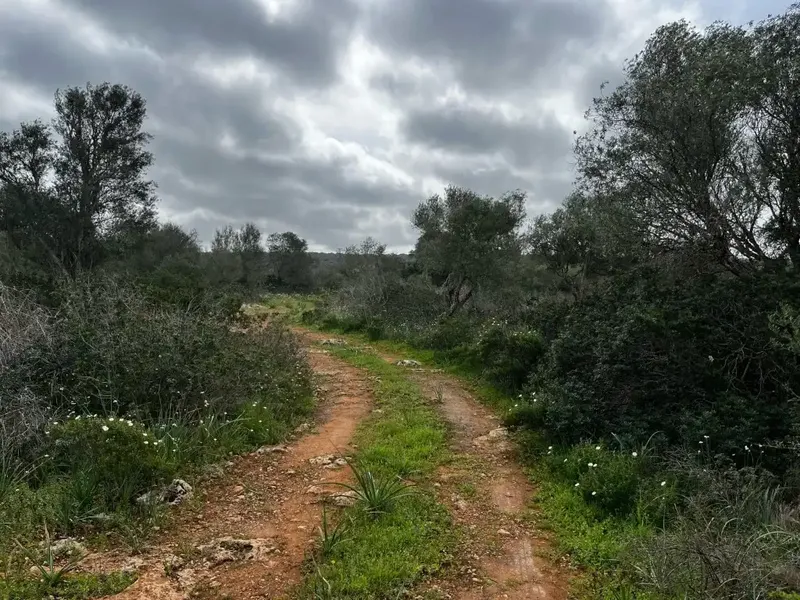 If you dream of building a unique home in a privileged natural environment, this spectacular rustic estate in the Son Trompa area is — photo 4