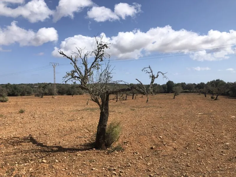 Plot on the outskirts of Ses Salines — photo 3