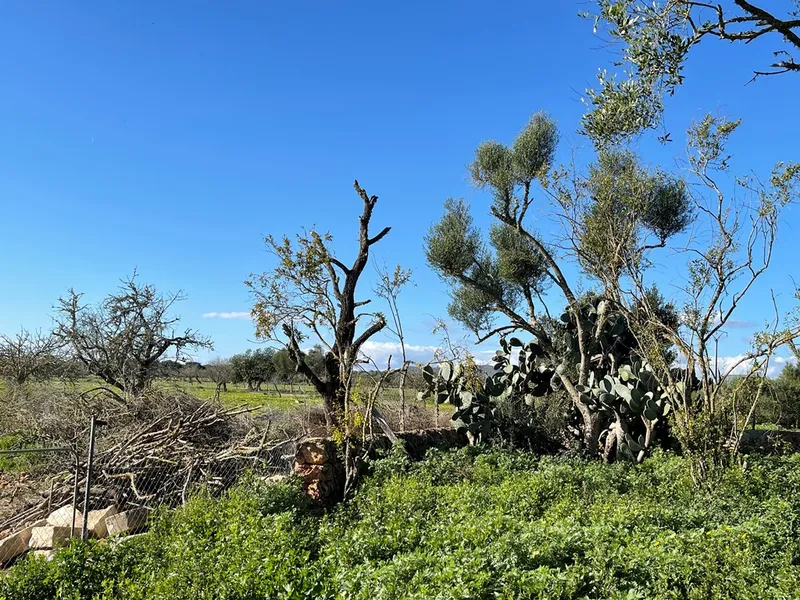 Small rustic finca with land of 20,000 m² for sale with project for a detached house of 225 m² — photo 12