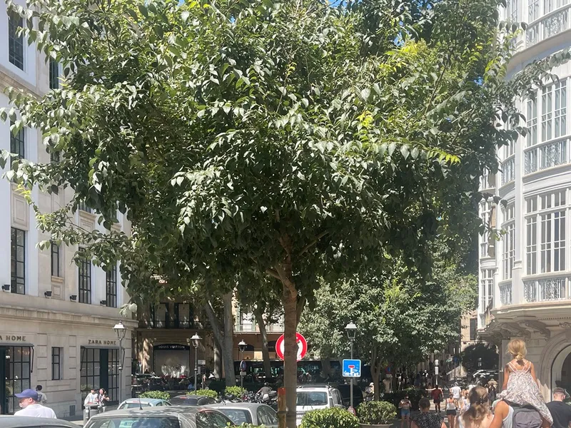 Building for sale with garden and terraces, Passeig del Born area, Palma. Ideal for investment. — photo 3
