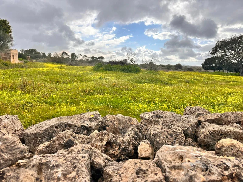 Rustic plot of 18,000 m2 in Sineu with building permit — photo 6