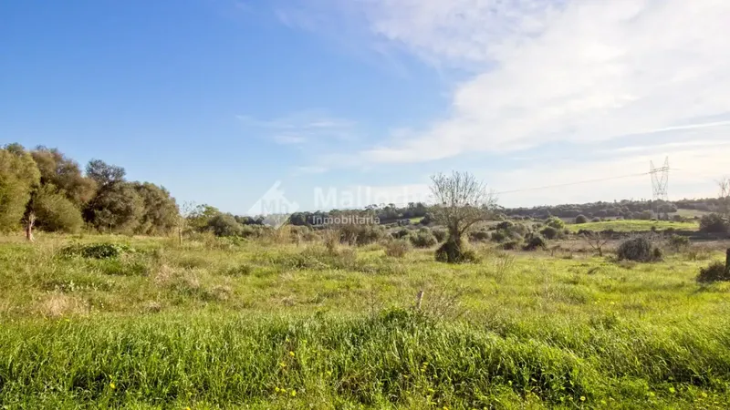 Beautiful plot of 14,033 m2 a few meters from the town of Muro, with clear views and native vegetation of the islands. Easy access by — photo 4