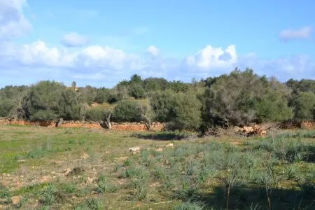 Rustic property - Manacor (Afueras), Built Surface 10m², Plot Surface 42985m² — photo 5