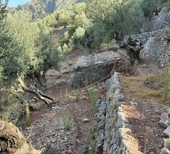 A spectacular olive grove in the Sa Figuera area — photo 1