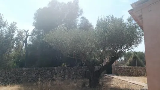 Rustic Land - Santa Margalida — photo 11
