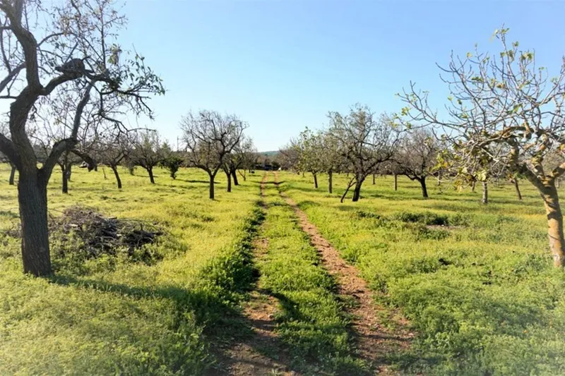 Rural or Farmhouse in Colònia de Sant Pere, Province of Balearic Islands — photo 9