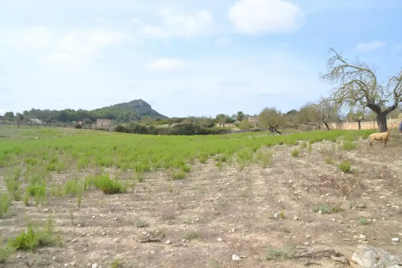 In the middle of Pla de Mallorca, in the municipality of Sineu, we have this finca of about 14,590 m2 of land, fenced finca with several rows of — photo 6