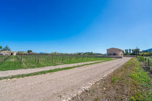 Alcudia, elegance meets nature: villa with vineyard in Alcudia — photo 4
