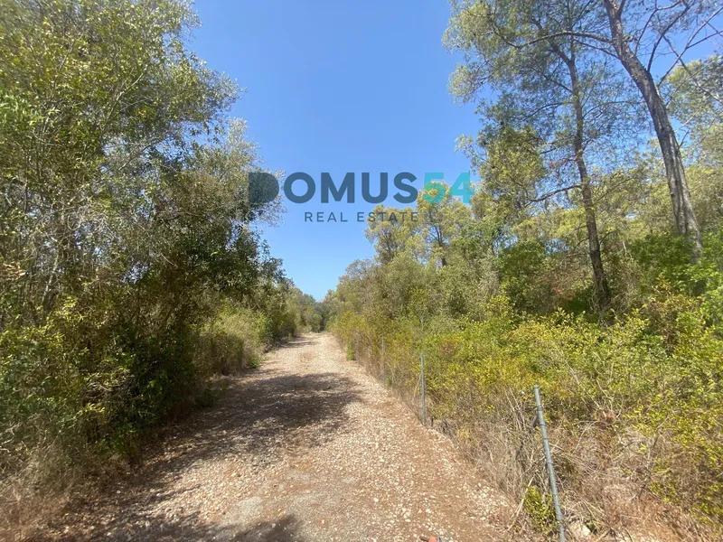 Non-building rural land in Alcudia. Holm oak forest. — photo 1