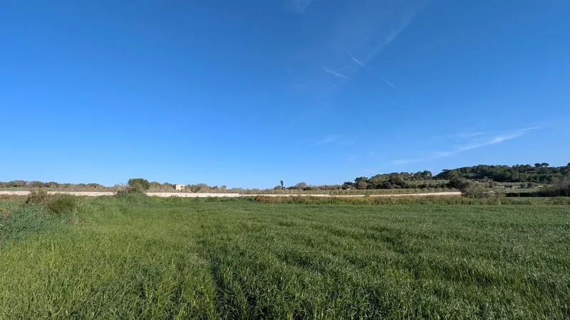 Plot of 15,250 m2 in Muro with views of the Tramuntana — photo 1