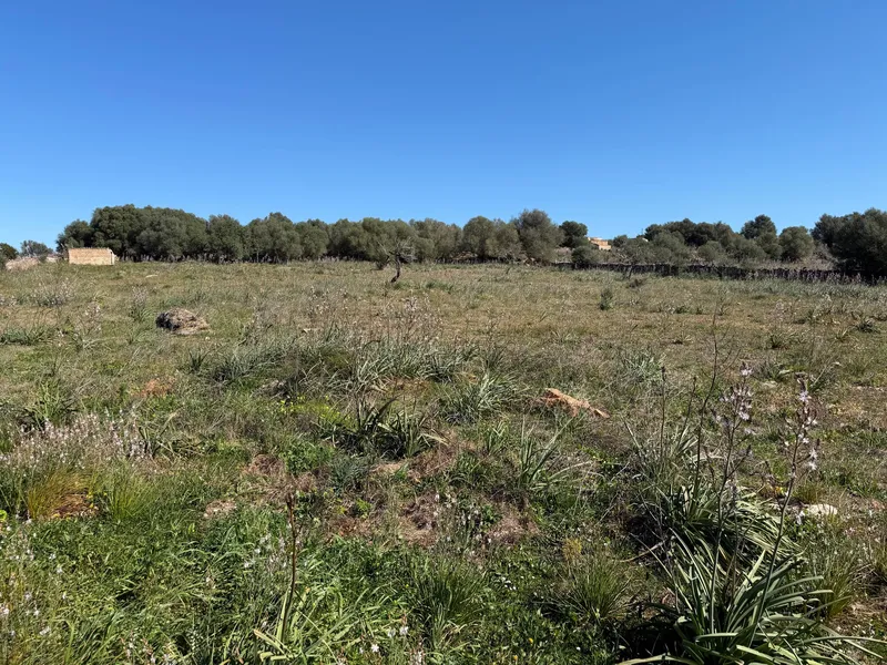 Rural land in Santa Margalida, plot surface 25574.5 m² — photo 1