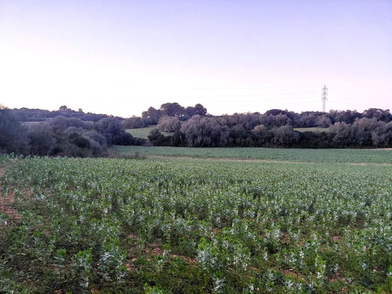 Rustic Land - Manacor (Manacor Centro), Plot Surface 14300m², Distance to the sea 12 Km. — photo 8