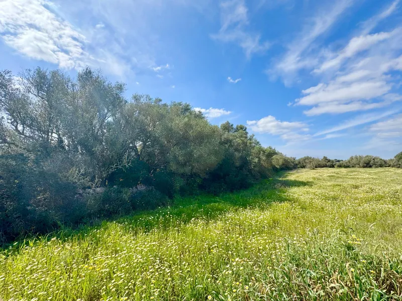 Exclusive rustic plot in a privileged setting near the best beaches of Mallorca — photo 3