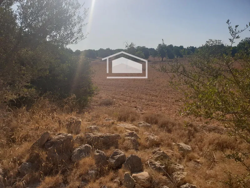 Rustic finca of 19,200 m² in Ses Salines, permit for 400 m² dwelling and pool — photo 4