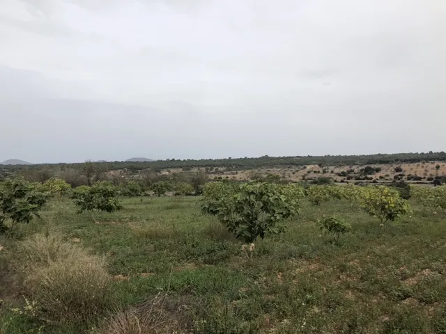 Beautiful plot land with open views on the outskirts of Ariany — photo 8
