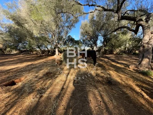Country plot for sale in Felanitx — photo 8