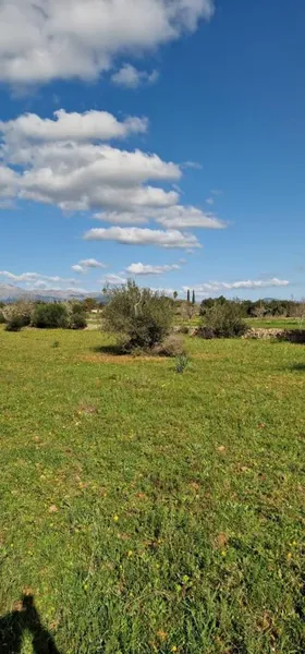 Rural land - Llubí (outskirts of Llubí), plot surface 14,964 m² — photo 7