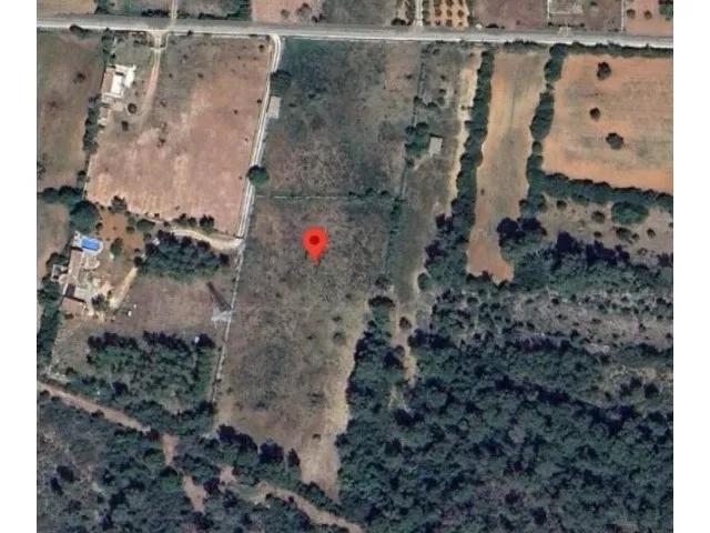 Rustic finca with great potential in Llubí - nature, privacy and possibility to build — photo 2
