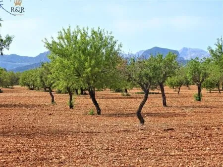 Rural land in Binissalem (Cabana), plot surface 15 m², distance to the sea 18 km — photo 3