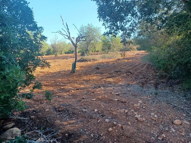 Plot in Felanitx — photo 10