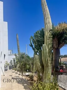 379370 : Modern – Mediterranean – With a Touch of Marrakech — photo 6