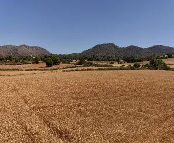 Land for Sale in Sant Llorenç des Cardassar — photo 9