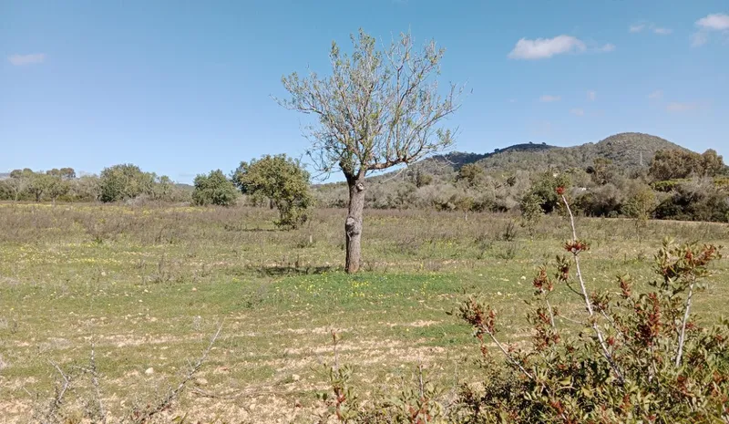 Country Land near Llucmajor — photo 1