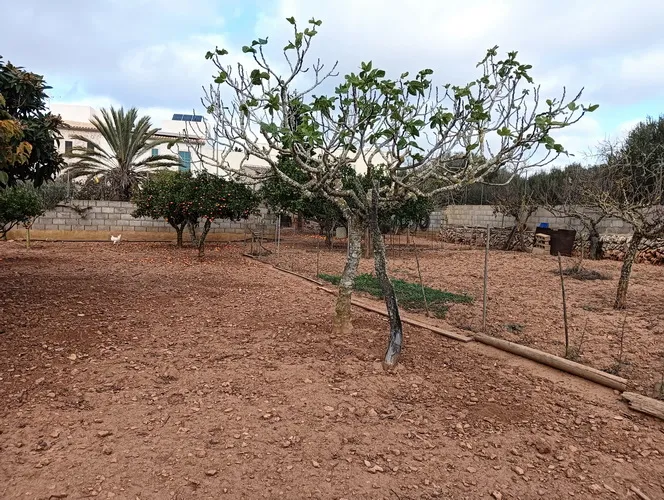 Large urban plot on the outskirts of Ses Salines — S 04 CM — photo 3