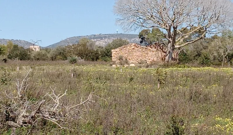 Country Land near Llucmajor — photo 3