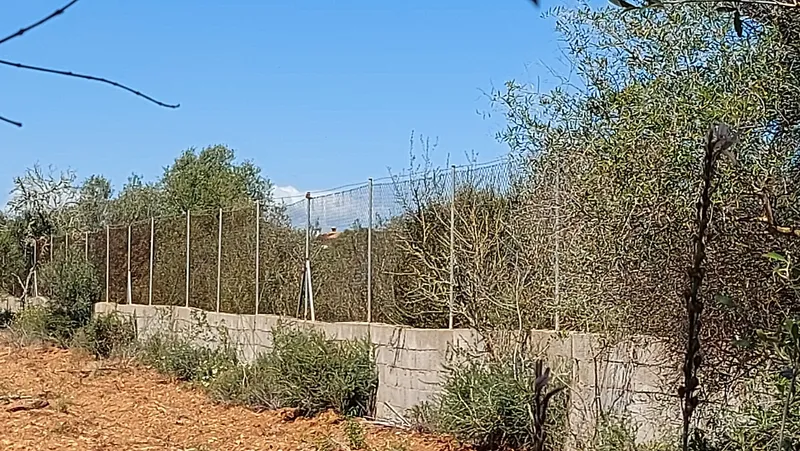 I-5037 Rustic Plot between Campos and Sa Ràpita: Nature and Privacy a Step from the Sea — photo 3