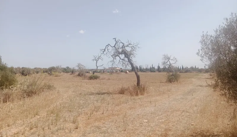 Stunning rustic land with planning project near Campos, Mallorca — photo 1