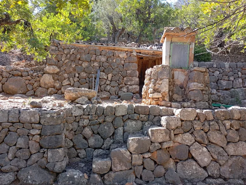 Sunny olive grove in Fornalutx — photo 12