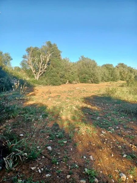 Plot in Felanitx — photo 5
