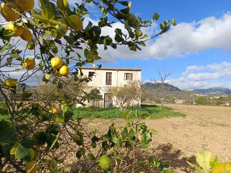 Rustic house in Binissalem — photo 2