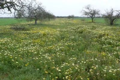 Land for sale in Felanitx — photo 1