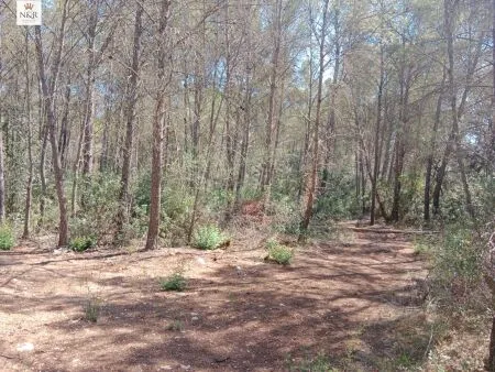 Rural Land - Costitx (S'arisal), Plot Surface 8000m², Distance to the sea 25 Km. — photo 5