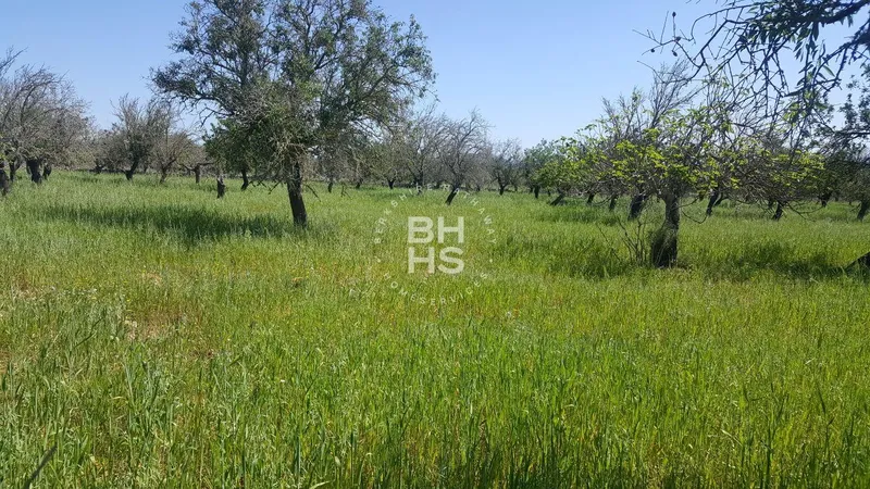 Rustic Finca for sale in María de la Salut — photo 9