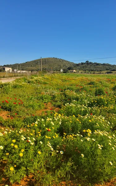 Rustic estate with luxury housing project and pool in Sant Llorenç des Cardassar — photo 5