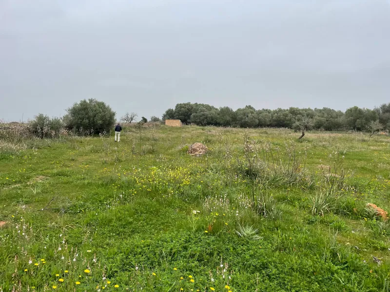 Rural land in Santa Margalida, plot surface 25574.5 m² — photo 7