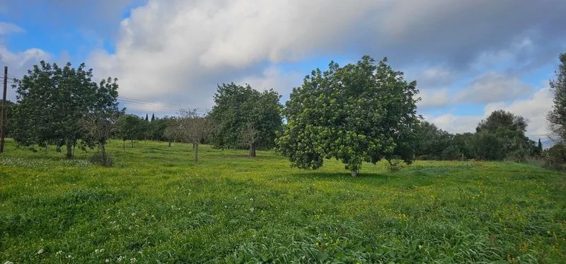 Land in Santa Eugènia, Province of Balearic Islands — photo 5