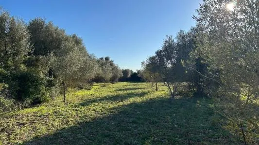 Plot of land - Selva, Plot Surface 14711m² — photo 10