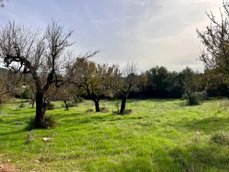 Finca with project in Campanet, near 17,400 m2 of land, with views of the Serra de Tramontana and the area of the Caves of Campanet — photo 3