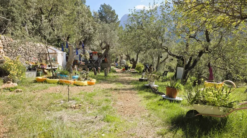 Olive grove with stone cottage and views of the Tramuntana in Sóller — photo 1