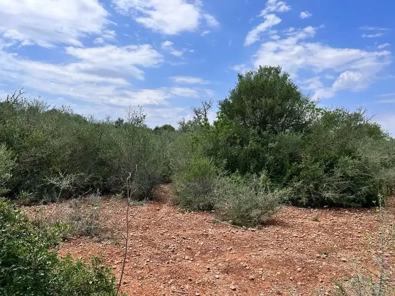 Llucmajor, 7,900 m² plot, very easy access, asphalted road, ideal for weekends. Plot with lots of garrigue. Ref. 3748 [IW] — photo 5
