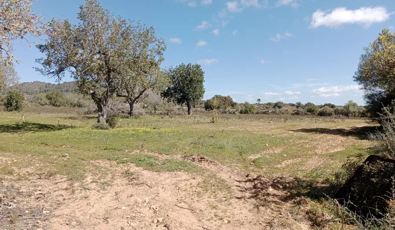 Country Land near Llucmajor — photo 5