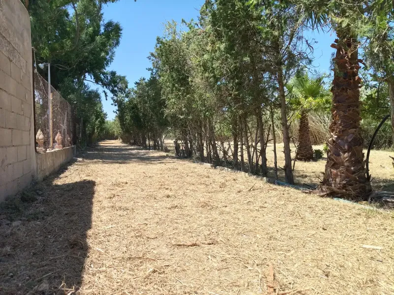 Beautiful finca in Sa Pobla, with 3300 m2, and house of 56 m2, with 1 bedroom, bathroom, living-dining room with fireplace, and kitchen, no electricity, works — photo 4