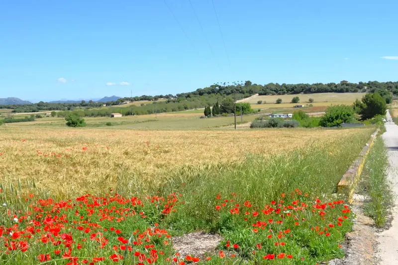 Set of plots totaling 14,100m2 with possibility of building a house in Muro in a quiet area with clear views of the Serra de Tramuntana — photo 3