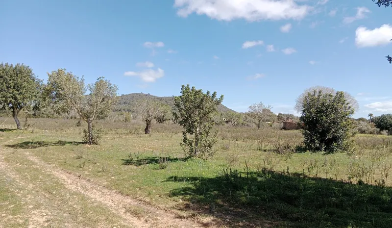 Country Land near Llucmajor — photo 6