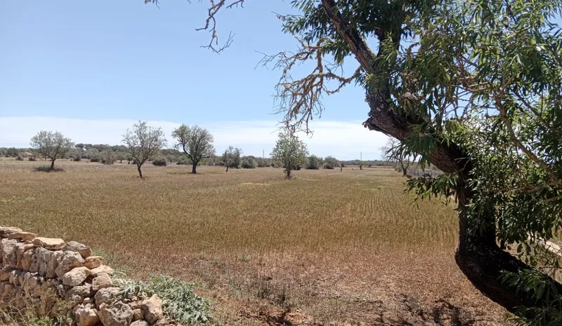 Country Land near Campos — photo 1